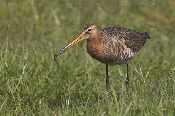 Black-tailed Godwit (Limosa limosa), Texel, Netherlands