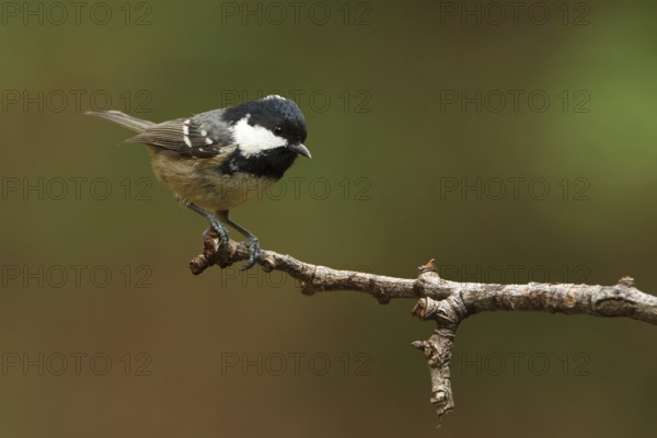 Coal Tit (Periparus ater), Utrecht, Netherlands