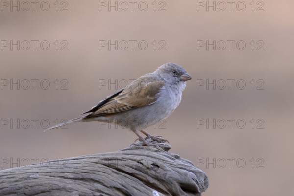 Southern Grey-headed Sparrow (Passer diffusus), South Africa, Africa