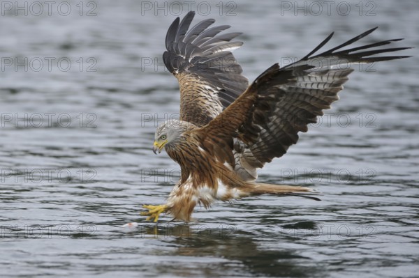 Red Kite (Milvus milvus) flying, Lower Saxony, Germany, Europe