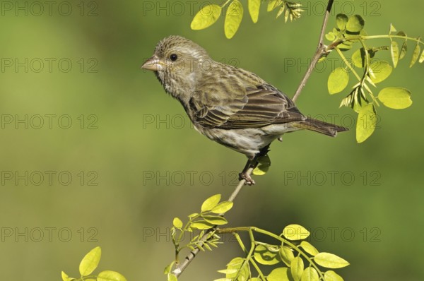 Purple Finch (Haemorhous purpureus) female, British Columbia, Canada, North America