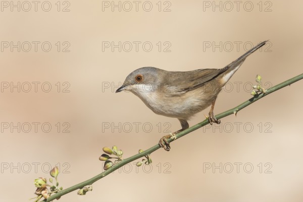 Sardinian Warbler (Sylvia melanocephala) female, Eilat, Israel, Asia