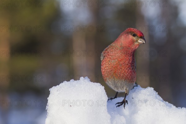 Pine Grosbeak - Hakengimpel - Pinicola enucleator, Finland, adult male, Europe