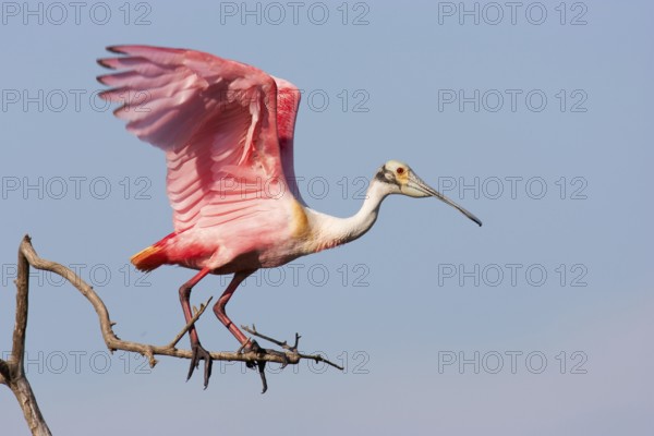 Roseate Spoonbill (Platalea ajaja), Texas, USA, North America