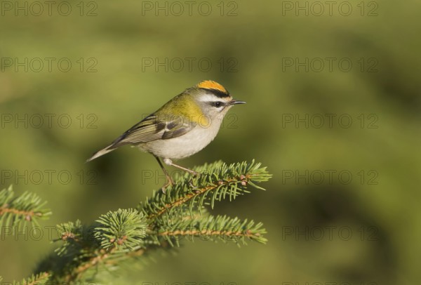 Common Firecrest (Regulus ignicapilla), Saxony, Germany, Europe