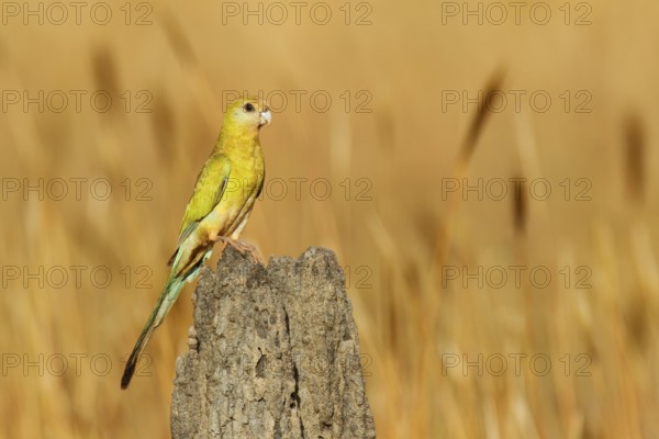 Golden-shouldered Parrot (Psephotellus chrysopterygius) female, Queensland, Australia, Oceania