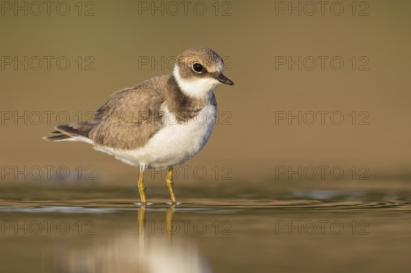Little Ringed Plover (Charadrius dubius) juvenile foraging in the mud, Poland, Europe