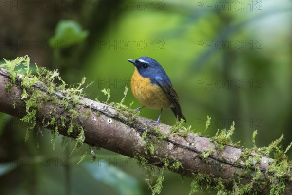 Snowy-browed Flycatcher (Ficedula hyperythra) male, Bidoup National Park, Vietnam, Asia