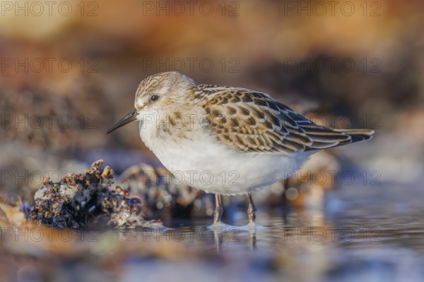 Zwergstrandläufer, Calidris minuta Little Stint, Calidris minuta