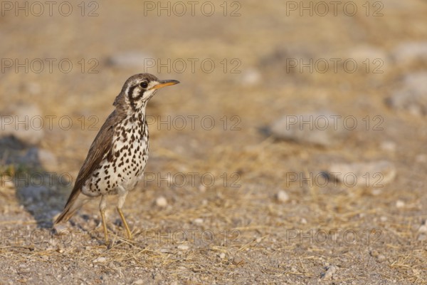 Groundscraper Thrush (Turdus litsitsirupa), Oshikoto, Namibia, Africa