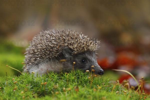 West European Hedgehog in green moss with orange background during autumn