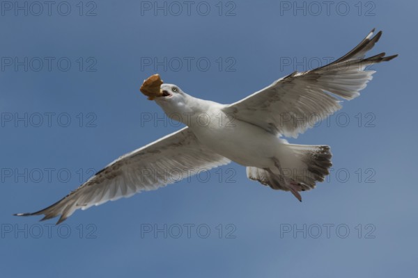 European Herring Gull (Larus argentatus) flying, Schleswig-Holstein, Germany, Europe