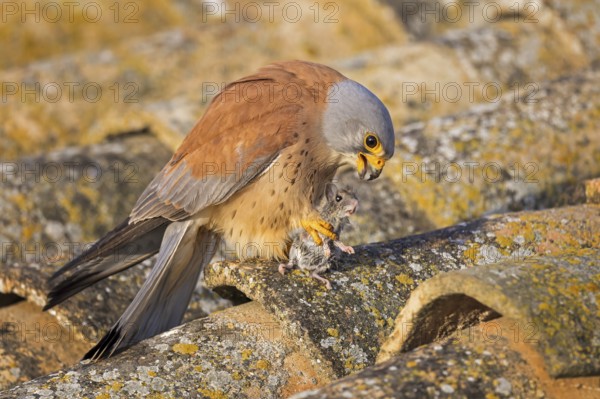 Lesser Kestrel (Falco naumanni) male with mouse prey, Spain, Europe