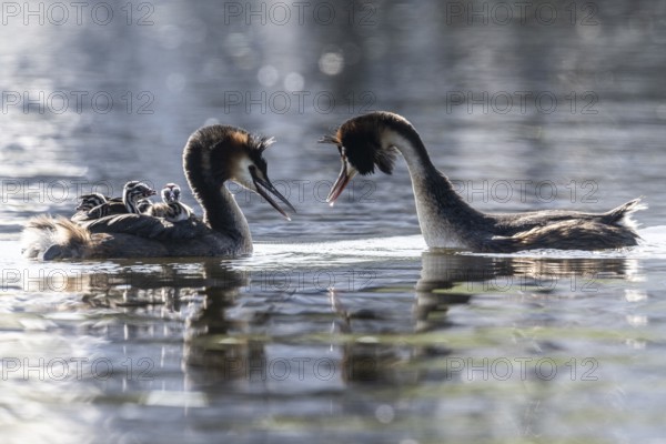 Great Crested Grebe (Podiceps Scalloped ribbonfish) with juveniles, Emsland, Lower Saxony, Germany, Europe