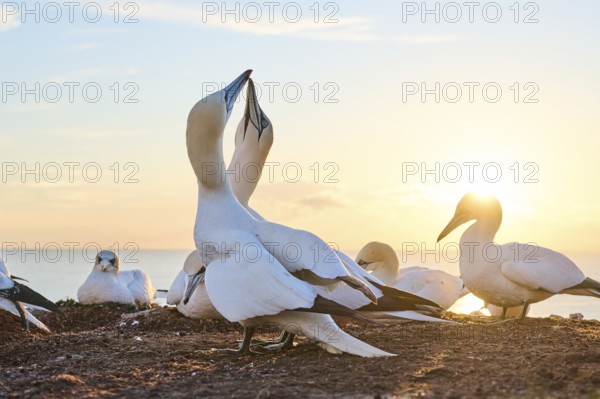 Northern gannet (Morus bassanus) greet each other with their beaks in the colony, at sunset, wildlife, Helgoland, Germany, Europe