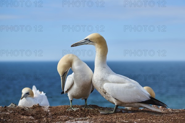 Northern gannet (Morus bassanus) greet each other with their beaks in the colony, at sunset, wildlife, Helgoland, Germany, Europe