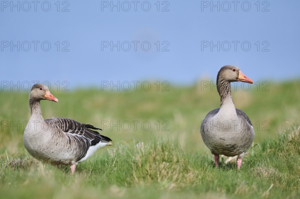 Greylag goose (Anser anser) couple on a field, wildlife, Helgoland, Germany, Europe