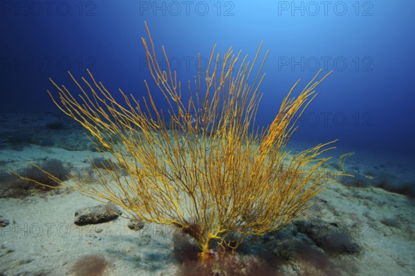 Yellow Atlantic shrub gorgonian (Muricea atlantica) Horn coral, East Atlantic, Fuerteventura, Canary Islands, Spain, Europe