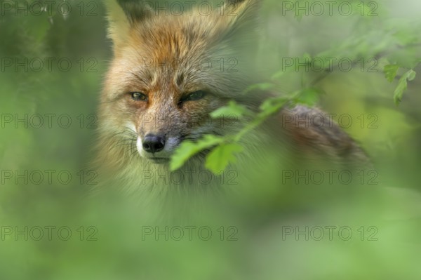 Close-up of red fox (Vulpes vulpes) looking through leaves in broadleaved forest in spring
