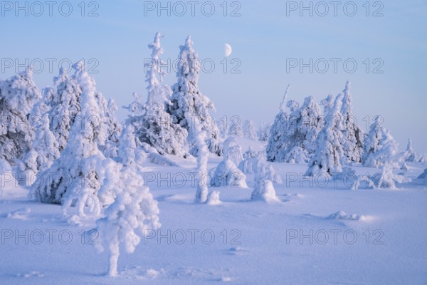 Winter landscape with snow-covered trees, Riisitunturi National Park, Posio, Lapland, Finland, Europe
