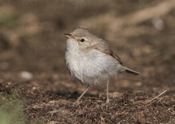 Booted Warbler (Iduna caligata) perched on a branch, Wales, United Kingdom, Europe