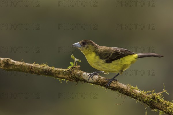 Lemon-rumped Tanager (Ramphocelus icteronotus) female perched on a branch, Alambi, Ecuador, South America