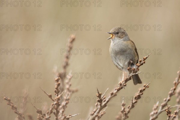 Dunnock (Prunella modularis) singing, perched on a branch, North Holland, Netherlands