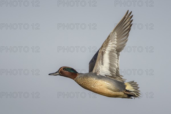 Eurasian Teal (Anas crecca) male flying, Schleswig-Holstein, Germany, Europe