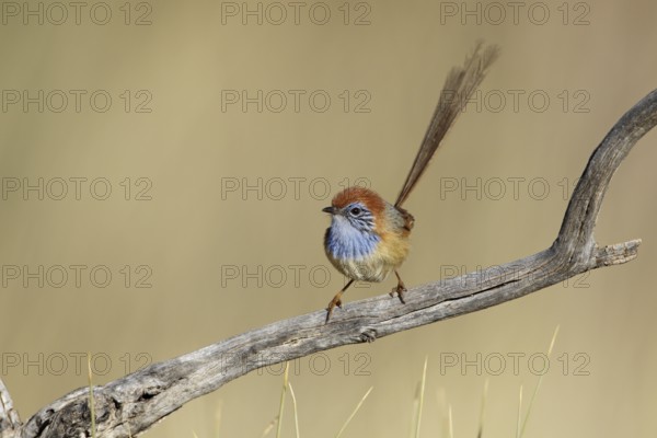 Rufous-crowned Emu-wren (Stipiturus ruficeps) male, Northern Territory, Australia, Oceania