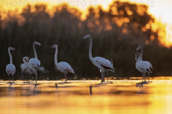 Greater Flamingo (Phoenicopterus roseus) group, Castile-La Mancha, Spain, Europe