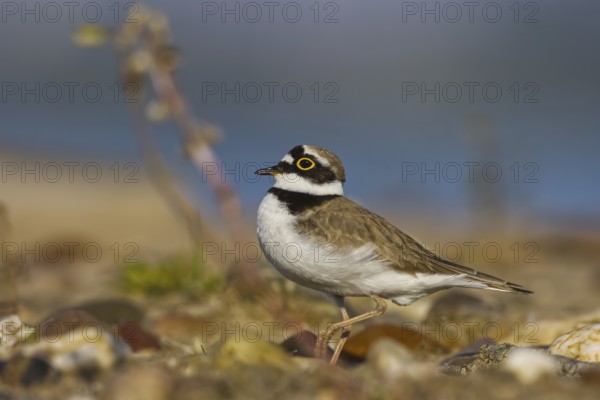 Little Ringed Plover (Charadrius dubius) male foraging, North Rhine-Westphalia, Germany, Europe
