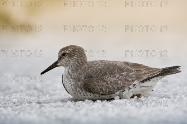 Red Knot (Calidris canutus), Schleswig-Holstein, Germany, Europe