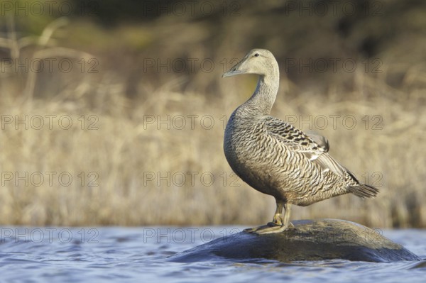 Common Eider (Somateria mollissima) female, Manitoba, Canada, North America