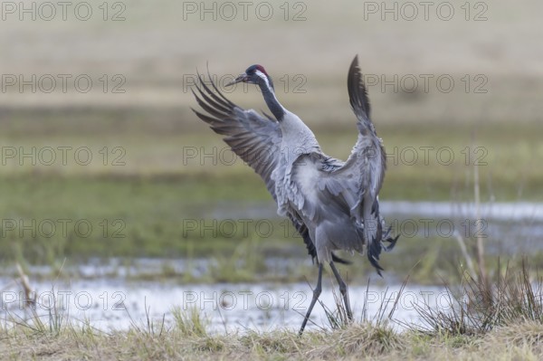 Common Crane (Grus grus), Vaestergoetland, Sweden, Europe