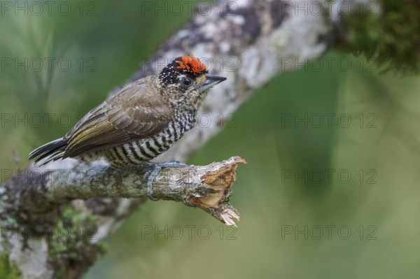 White-barred Piculet (Picumnus cirratus) perched on a branch in the Atlantic rainforest of southeast Brazil