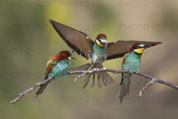 European Bee-eater (Merops apiaster), Bulgaria, Europe