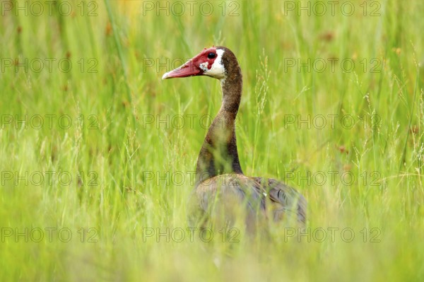 Spur-winged goose, Plectropterus gambensis, big black African bird with red bill sitting on the tree trunk. Animal in the habitat, Okavango delta, Moremi, Botswana. Wildlife scene from nature