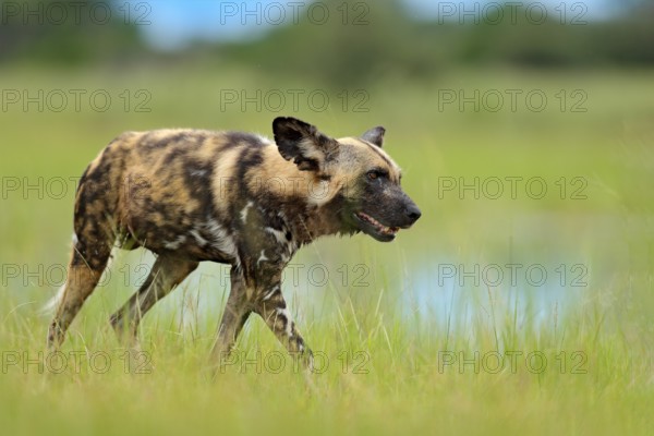 African wild dog, Lycaon pictus, walking in the lake. Hunting painted dog with big ears, beautiful wild animal in nature habitat, Moremi, Botswana, Africa. Wildlife scene from nature, Africa