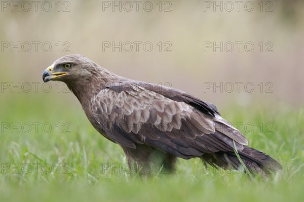Lesser Spotted Eagle (Clanga pomarina) on grassland, Poland, Europe