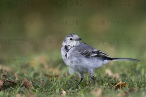 White Wagtail - Bachstelze - Motacilla alba ssp. alba, Great britain