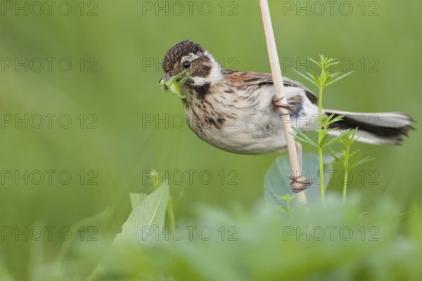 Common Reed Bunting (Emberiza schoeniclus) female, Nizhegorodskaya, Russia, Europe