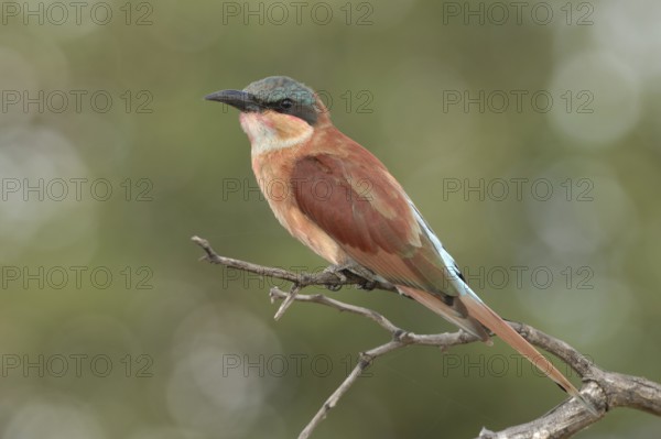 Southern Carmine Bee-eater (Merops nubicoides)