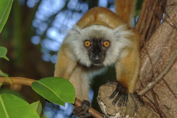 Female of primate species Moorish lemur (Eulemur macaco) Lemur sitting on branch looking directly at observer, Nosy Be, Madagascar, Africa