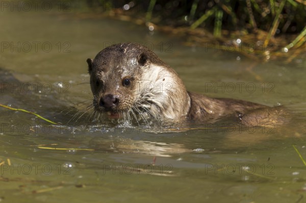 An otter swimming in water with wet fur, European otter (Lutra lutra), Germany, Europe