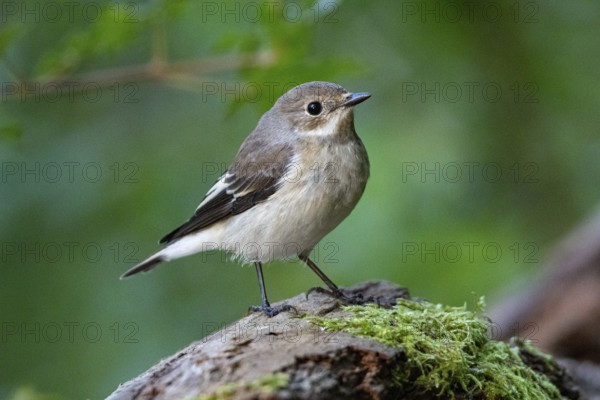 Pied Flycatcher (Ficedula hypoleuca) Germany