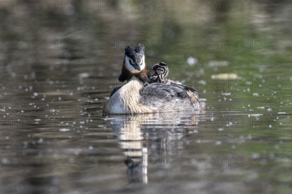 Great Crested Grebe (Podiceps Scalloped ribbonfish) with juveniles, Emsland, Lower Saxony, Germany, Europe