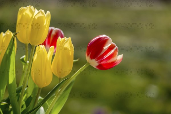 Bouquet of tulips with red and yellow tulips, Rhineland-Palatinate, Germany, Europe