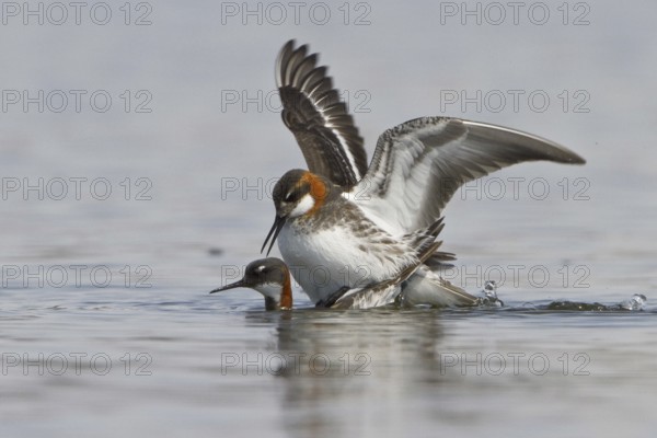 Red-necked Phalarope (Phalaropus lobatus) pair mating, Manitoba, Canada, North America