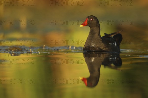 Common Moorhen (Gallinula chloropus), Piedmont, Italy, Europe