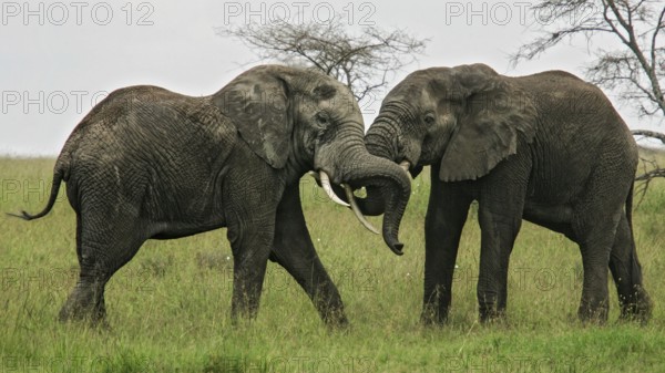 Afrikanischer Elefant (Loxodonta africana) zwei kämpfende Bullen in Savanne, Serengeti National Park, Tansania